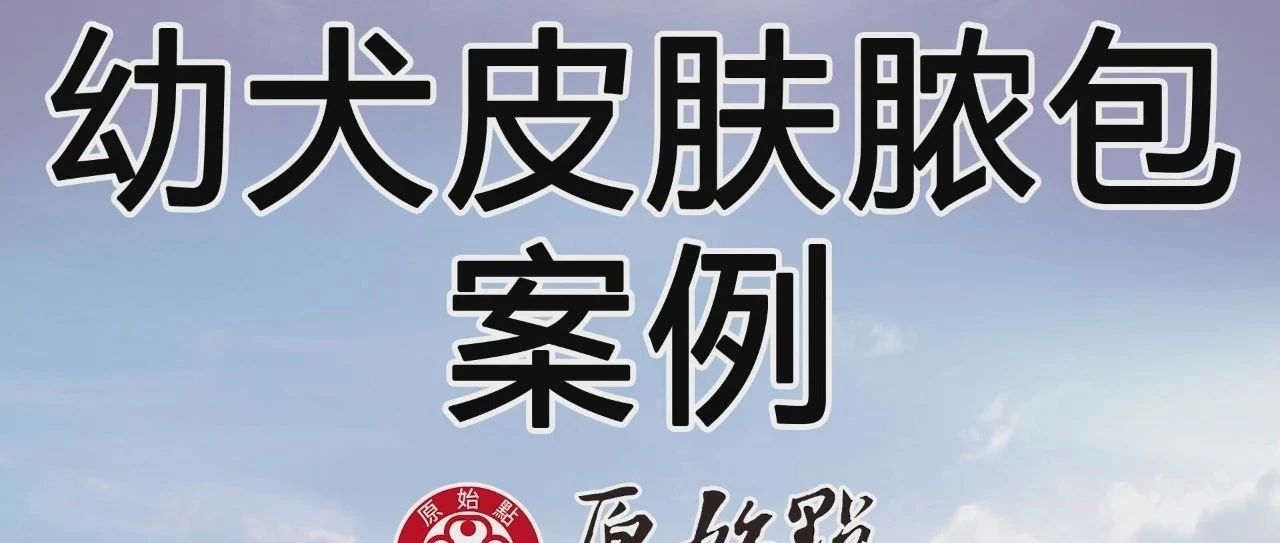幼犬皮肤脓包案例-原始点全球同学网