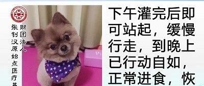 小狗姜汤灌肠案例-原始点全球同学网