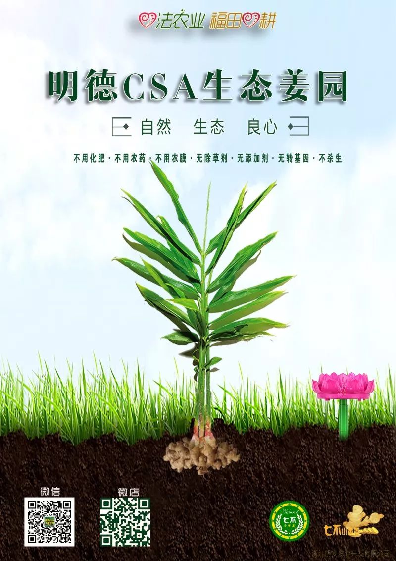 有关什么是好姜?买姜的坑?鲜姜与成品的提示 有关什么是好姜?买姜的坑?鲜姜与成品的提示