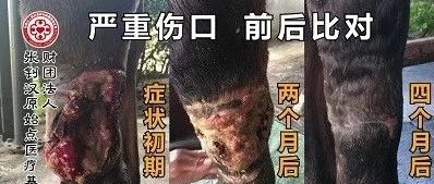 马肿瘤严重伤口案例-金门马场2018.5 台湾金门县-原始点全球同学网
