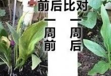 马蹄莲烂根案例-原始点全球同学网