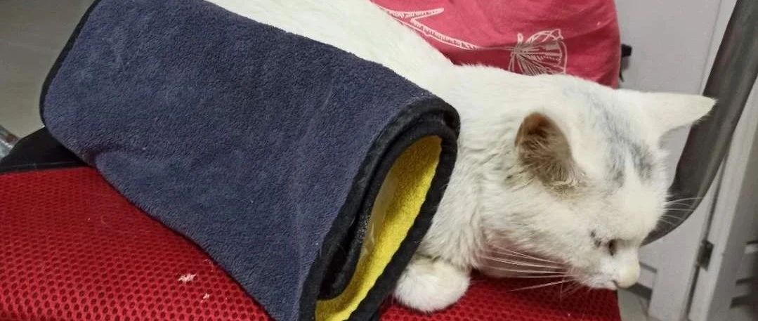 原始点热源用在猫猫身上的案例-原始点全球同学网