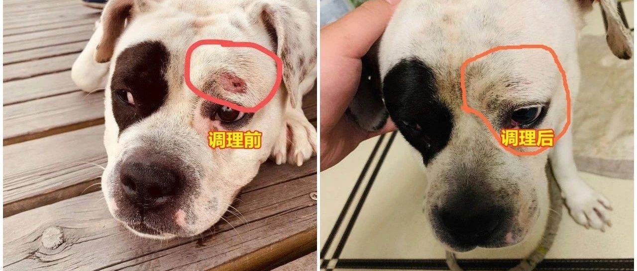 小狗眼眶部掉毛案例-原始点全球同学网