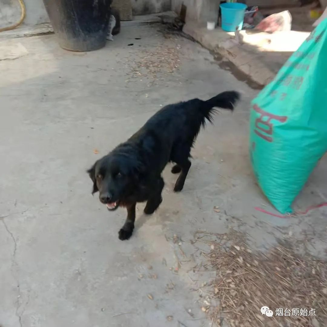 狗狗后腿瘫痪康复案例 狗狗后腿瘫痪康复案例