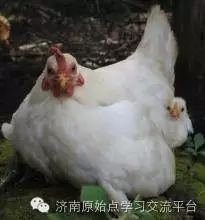 原始点的动物应用-母鸡跛脚-原始点全球同学网