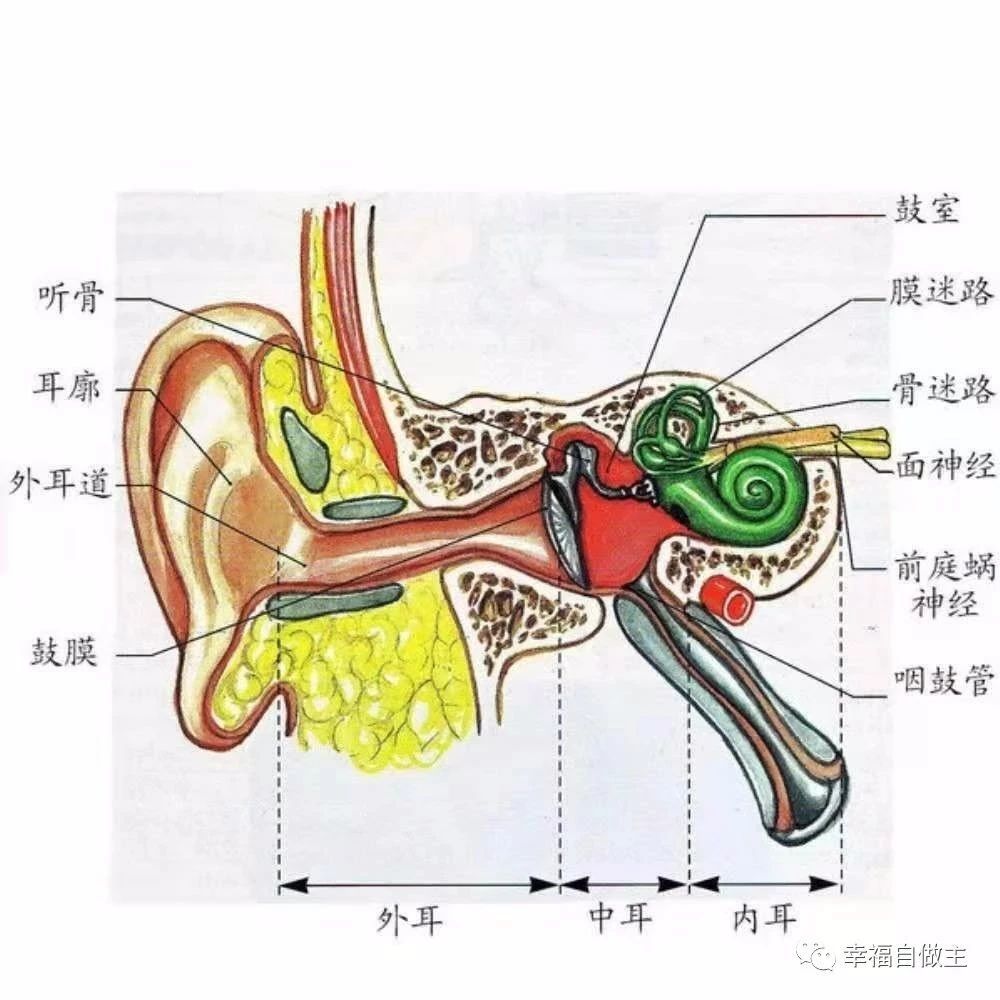 中耳炎快速痊愈案例-原始点全球同学网