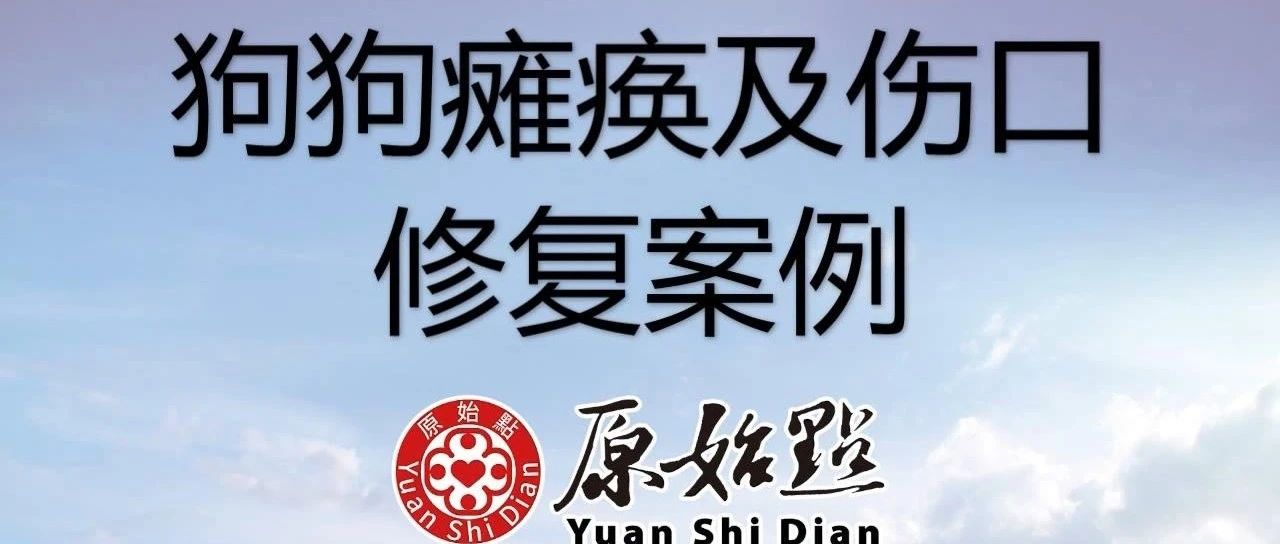 狗狗瘫痪及伤口修复案例-原始点全球同学网