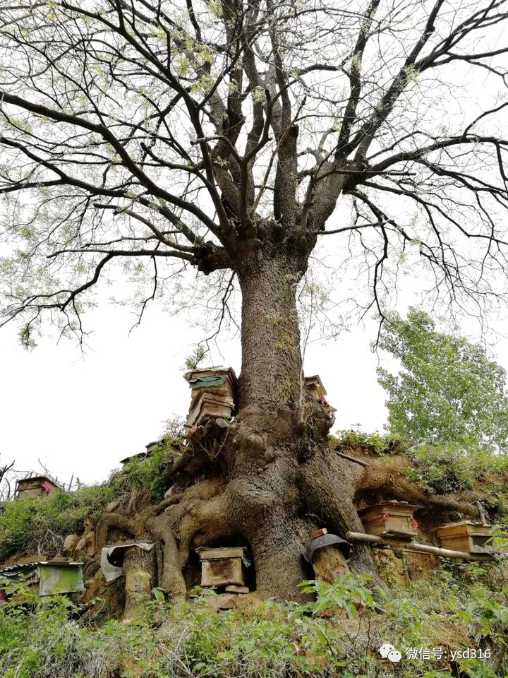 原始点案例——女士开车落水急救案例！