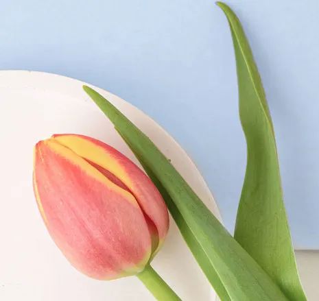 原始点调理乳房溃烂:一位德国媳妇飞越半球的原始点求医经历 原始点调理乳房溃烂:一位德国媳妇飞越半球的原始点求医经历