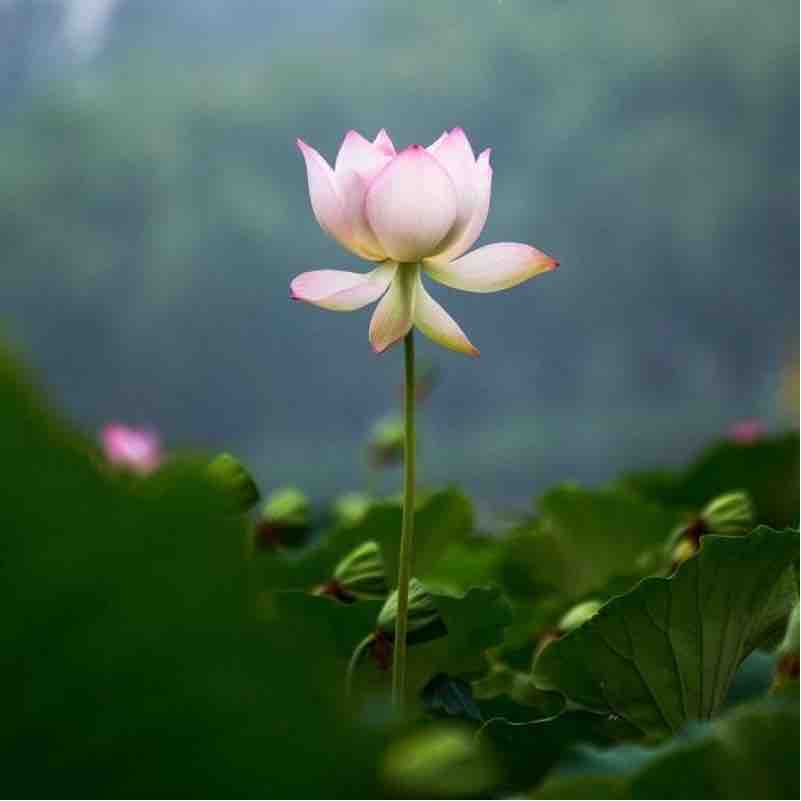 灵山志工原始点团队 健康公益服务总部 2021细学深悟学习班第一课程09-15 灵山志工原始点团队 健康公益服务总部 2021细学深悟学习班第一课程09-15