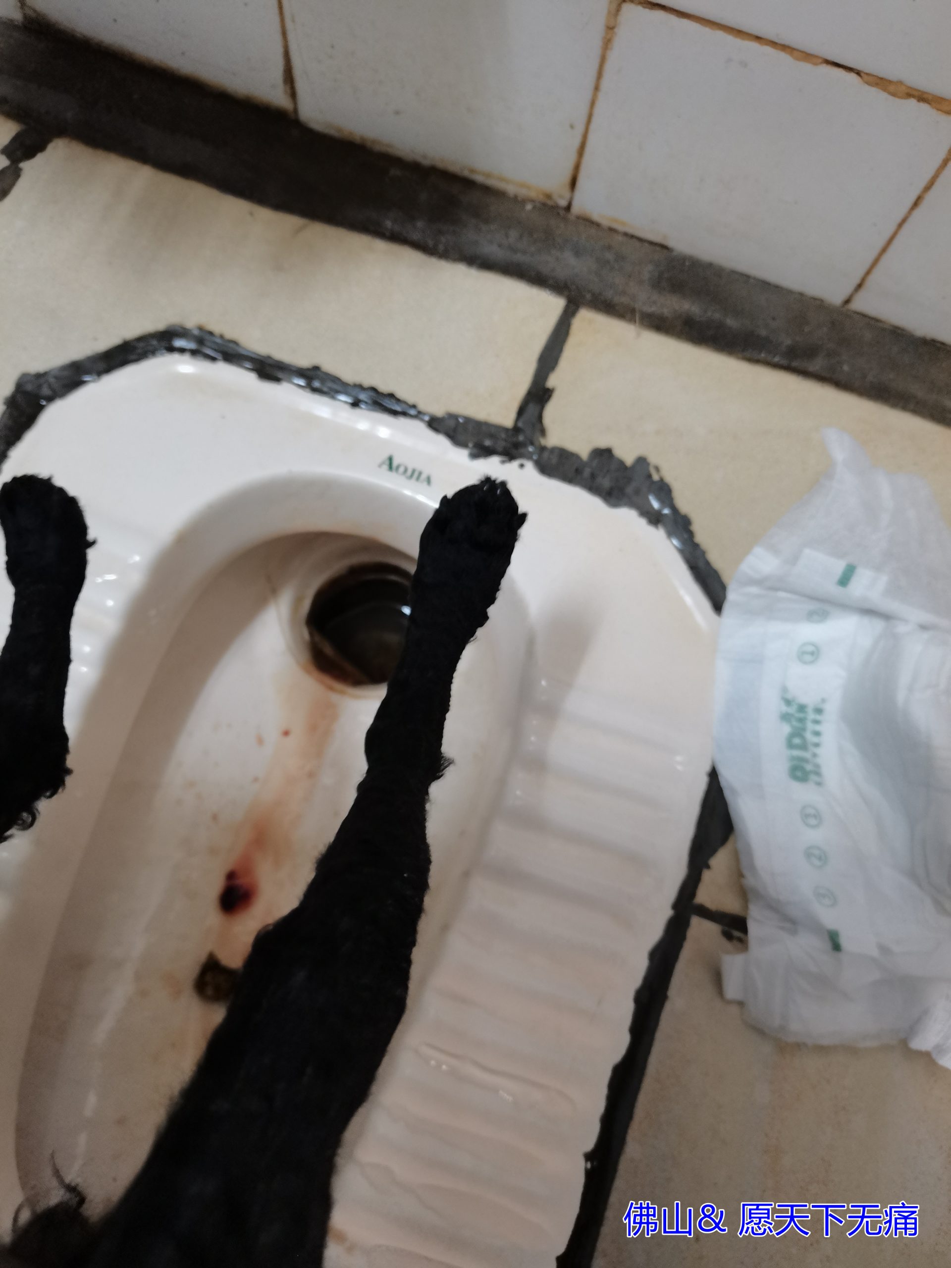 原始点调理狗狗车祸案例 - 动植物应用 - 佛山愿天下无痛 原始点调理狗狗车祸案例 - 动植物应用 - 佛山愿天下无痛