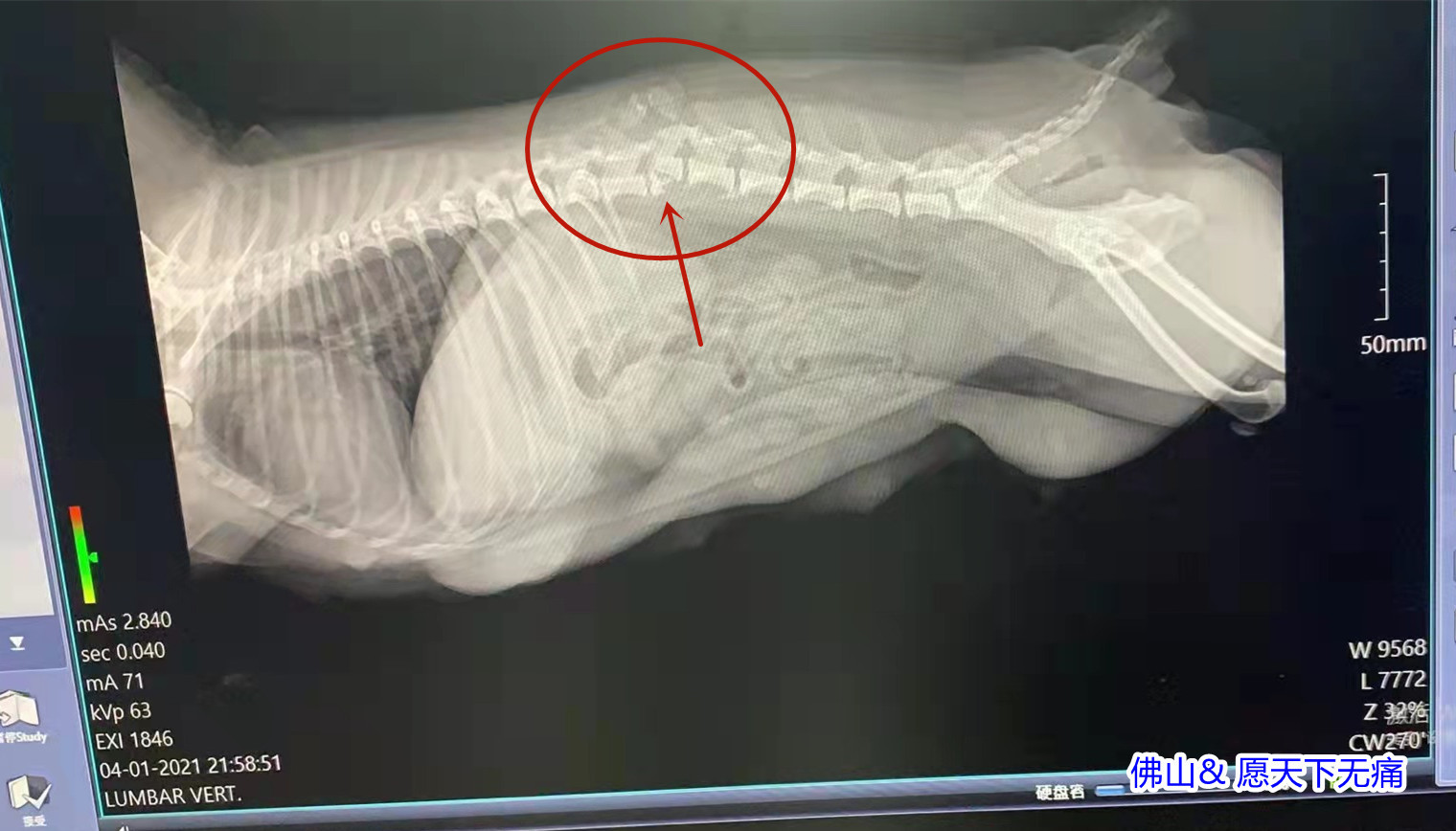 原始点调理狗狗车祸案例 - 动植物应用 - 佛山愿天下无痛 原始点调理狗狗车祸案例 - 动植物应用 - 佛山愿天下无痛