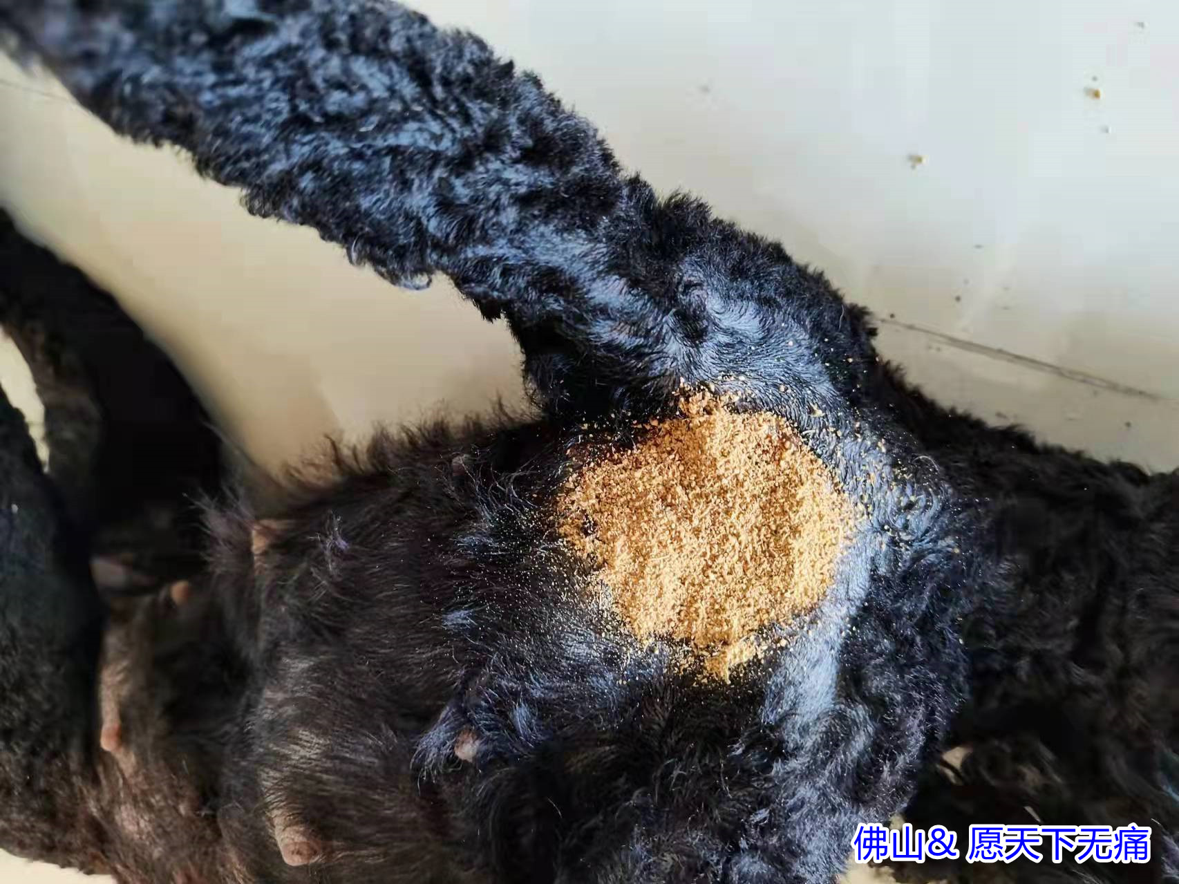 原始点调理狗狗车祸案例 - 动植物应用 - 佛山愿天下无痛 原始点调理狗狗车祸案例 - 动植物应用 - 佛山愿天下无痛