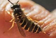 昆虫蜇伤、皮疹案例!-原始点全球同学网