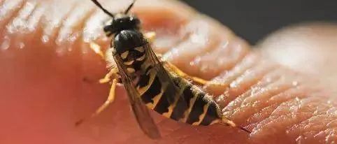 昆虫蜇伤、皮疹案例！-原始点全球同学网