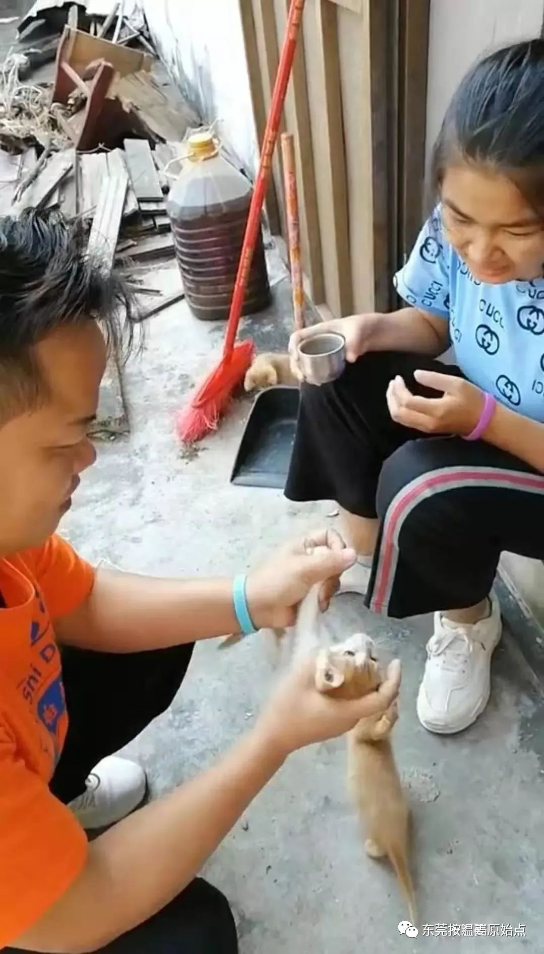 小猫感冒、吐、没精神,原始点调理一天康复 小猫感冒、吐、没精神,原始点调理一天康复