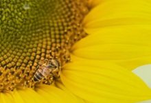 皮肤病案例（湿疹、水泡、破皮）-原始点全球同学网