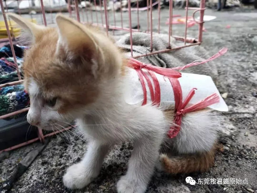 小猫感冒、吐、没精神,原始点调理一天康复 小猫感冒、吐、没精神,原始点调理一天康复