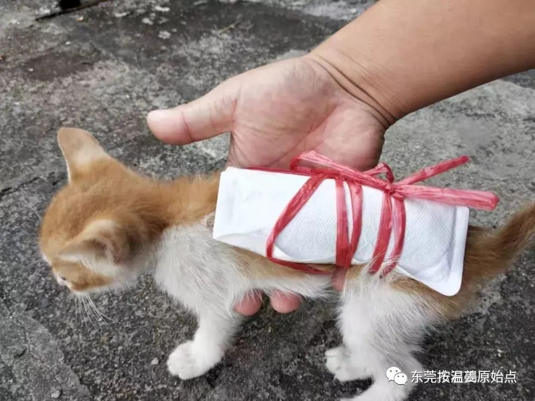 小猫感冒、吐、没精神,原始点调理一天康复 小猫感冒、吐、没精神,原始点调理一天康复