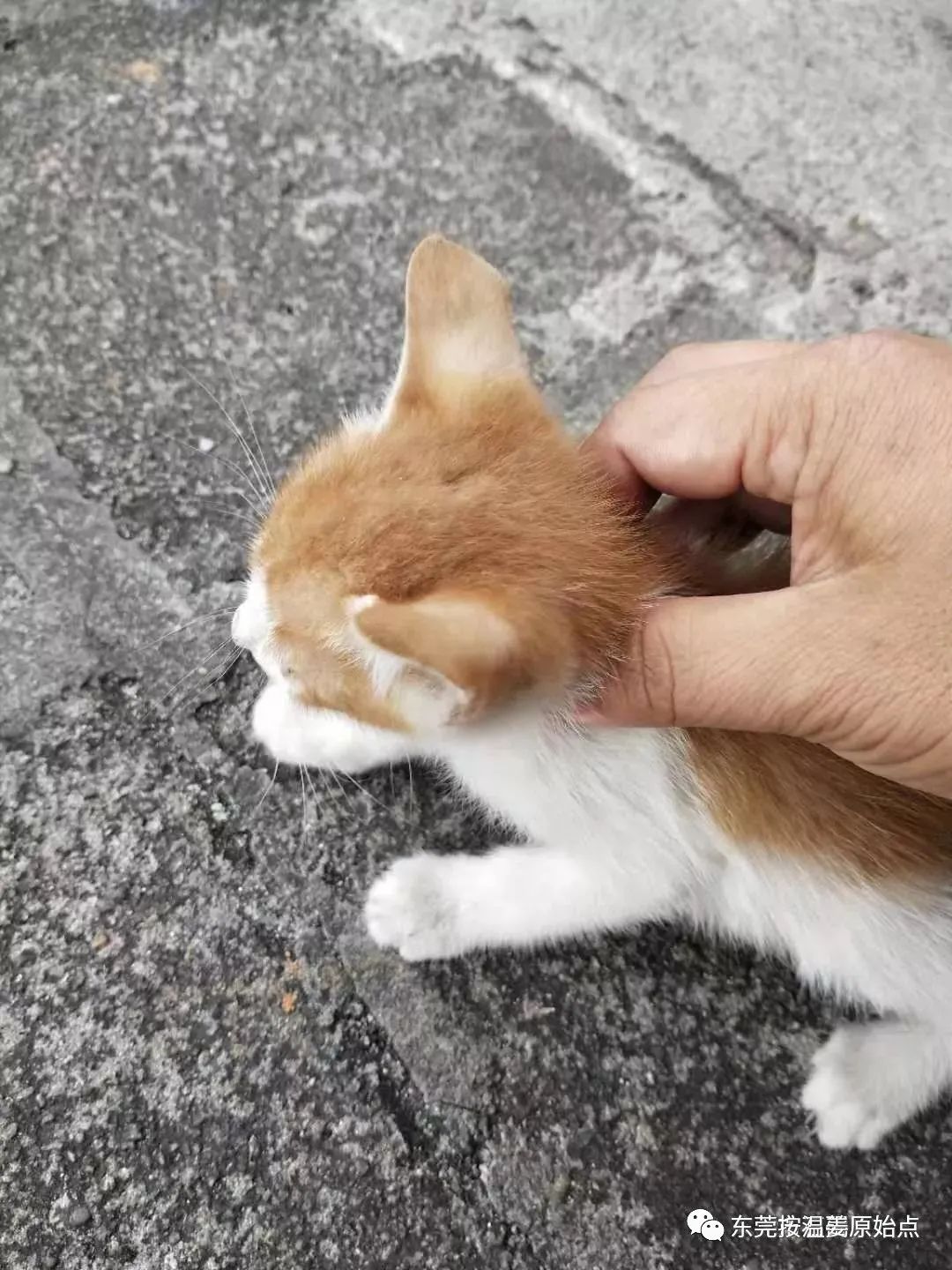 小猫感冒、吐、没精神,原始点调理一天康复 小猫感冒、吐、没精神,原始点调理一天康复