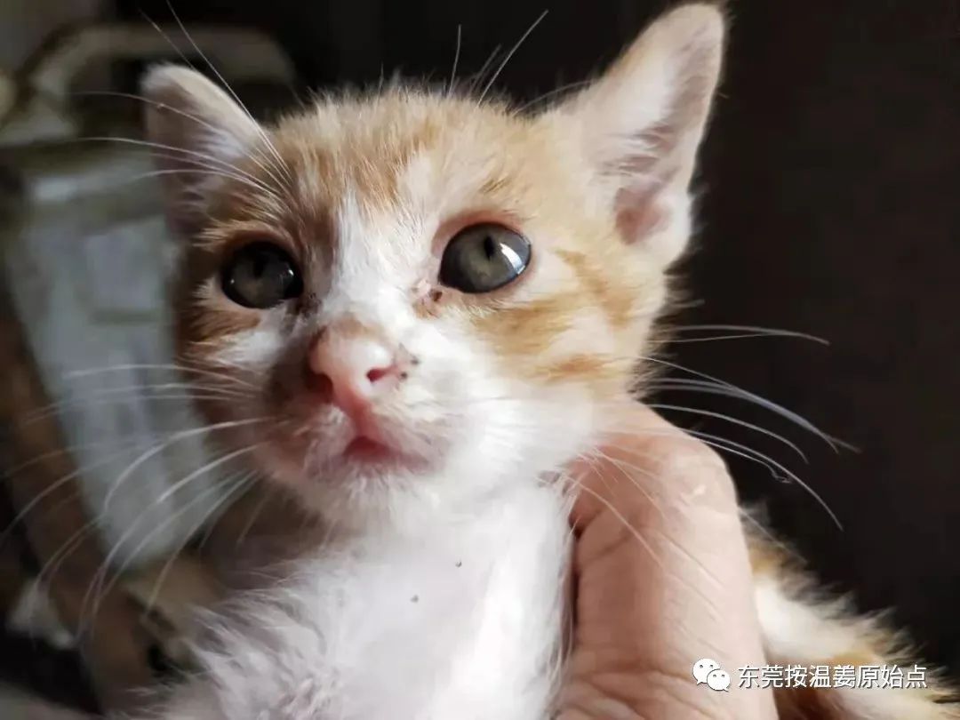 小猫感冒、吐、没精神,原始点调理一天康复 小猫感冒、吐、没精神,原始点调理一天康复