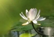 案例分享:帮助耄耋老人走的更安详的案例-原始点全球同学网