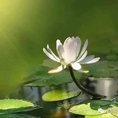 案例分享:帮助耄耋老人走的更安详的案例-原始点全球同学网
