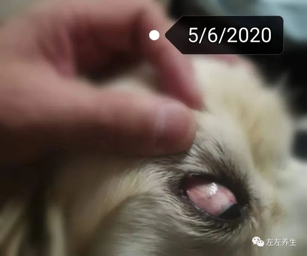 狗狗除疣调理案例 狗狗除疣调理案例