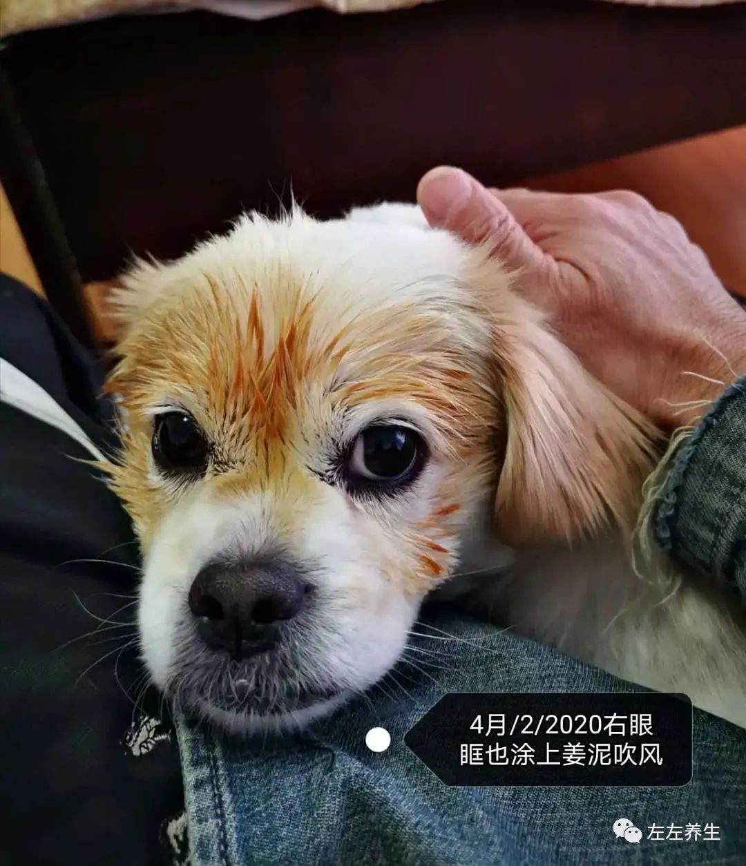 狗狗除疣调理案例 狗狗除疣调理案例