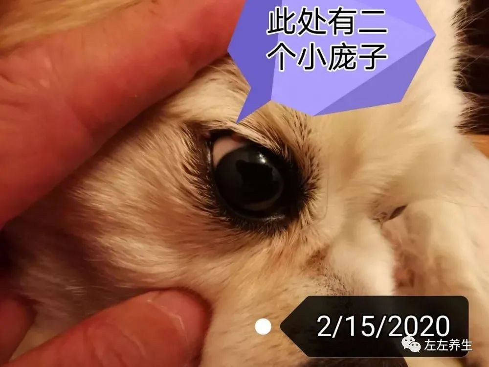 狗狗除疣调理案例 狗狗除疣调理案例