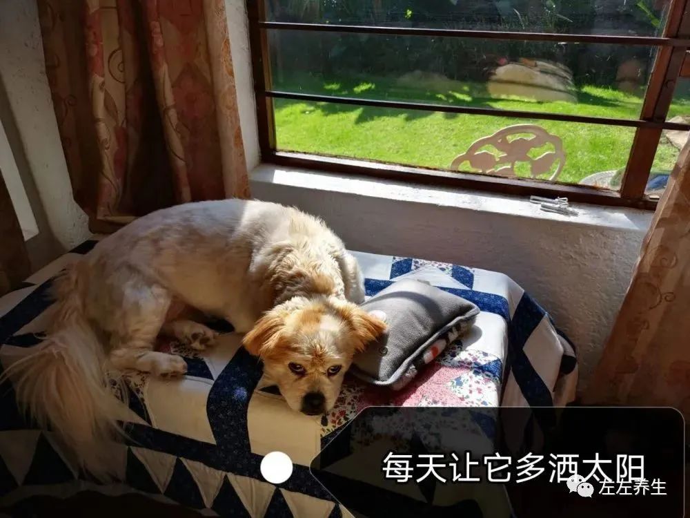 狗狗除疣调理案例 狗狗除疣调理案例