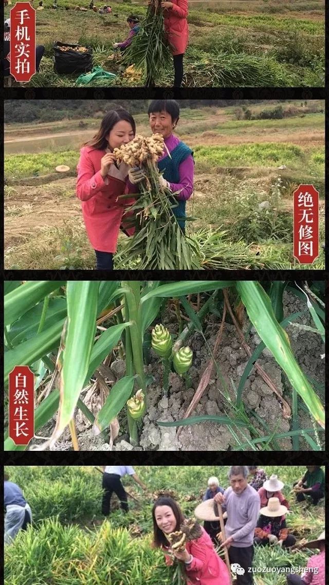 姜片好不好,吃了才知道 姜片好不好,吃了才知道