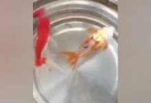 案例分享:超级好玩的——小金鱼便秘调理案例-原始点全球同学网
