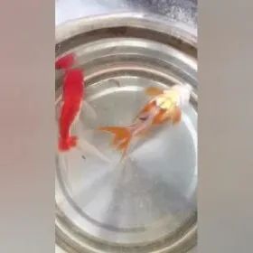 案例分享：超级好玩的——小金鱼便秘调理案例-原始点全球同学网