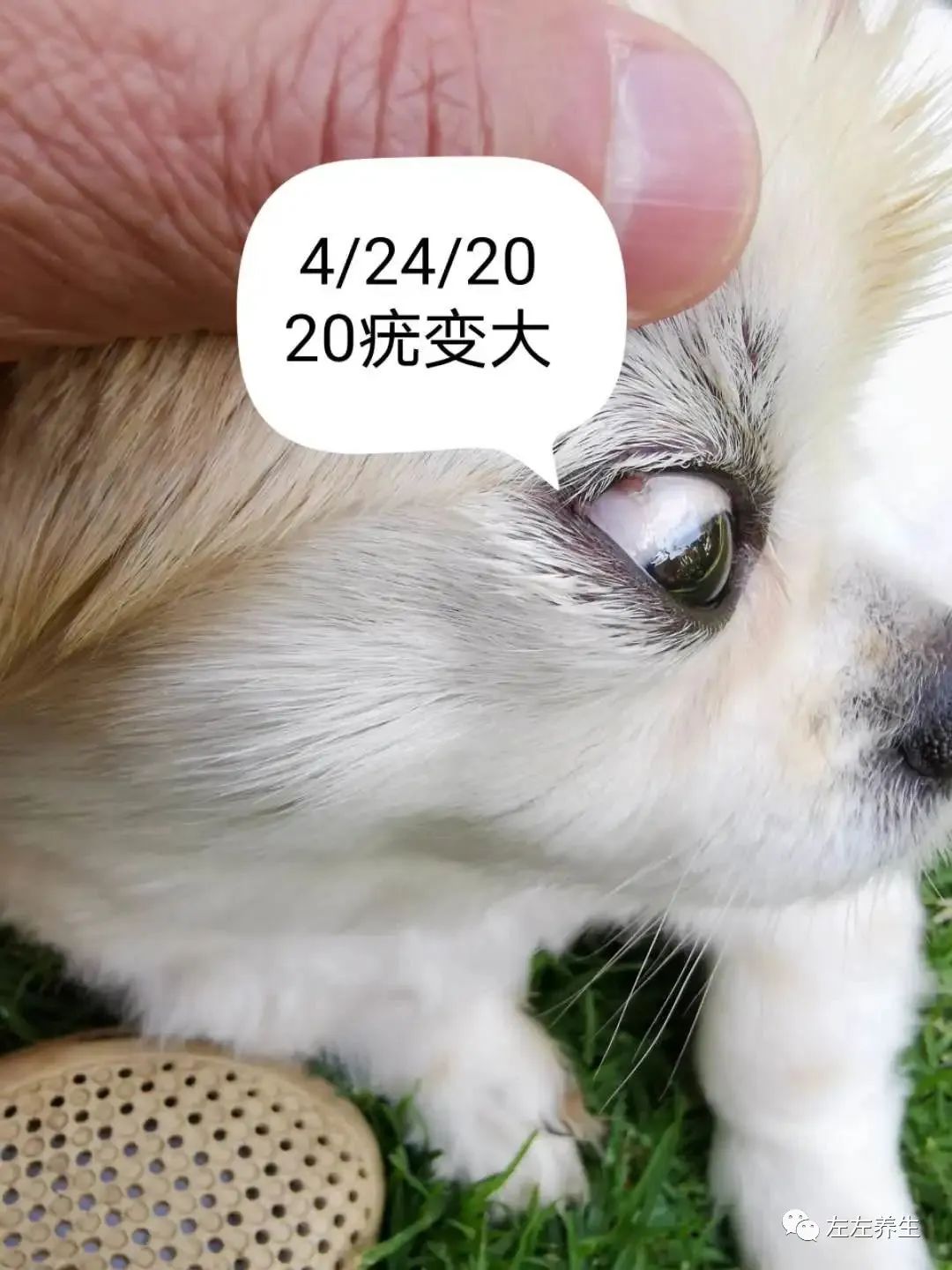 狗狗除疣调理案例 狗狗除疣调理案例