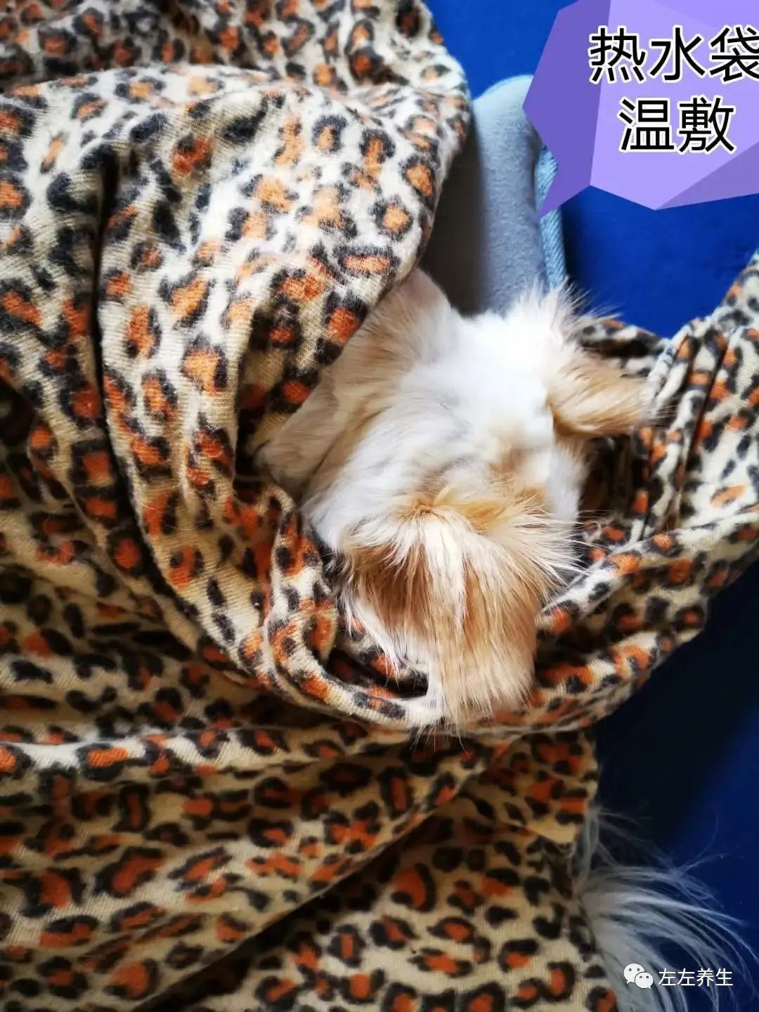 狗狗除疣调理案例 狗狗除疣调理案例