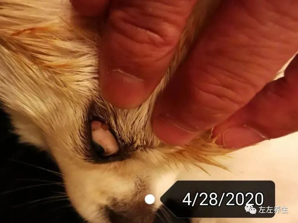 狗狗除疣调理案例 狗狗除疣调理案例