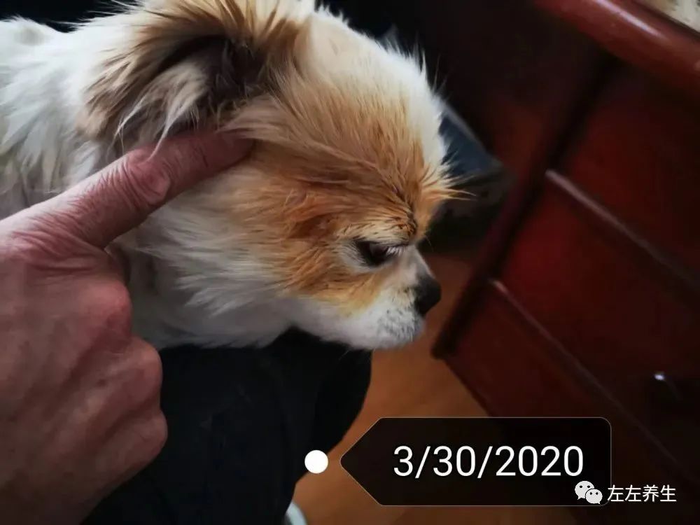 狗狗除疣调理案例 狗狗除疣调理案例