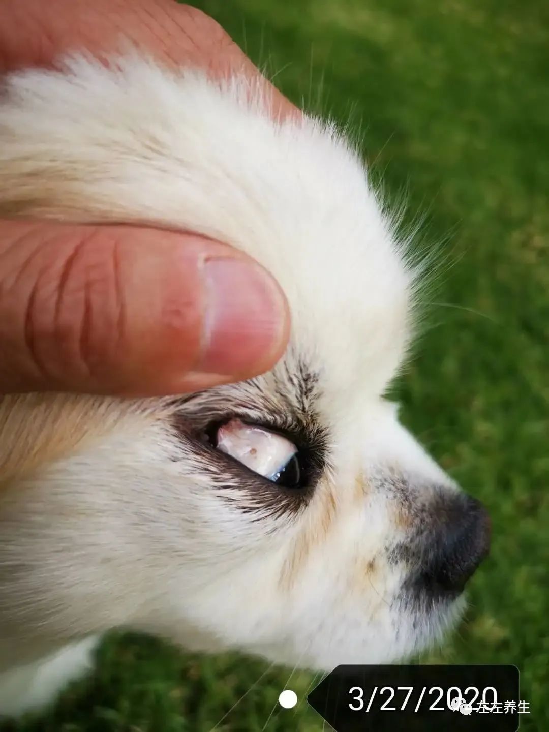 狗狗除疣调理案例 狗狗除疣调理案例