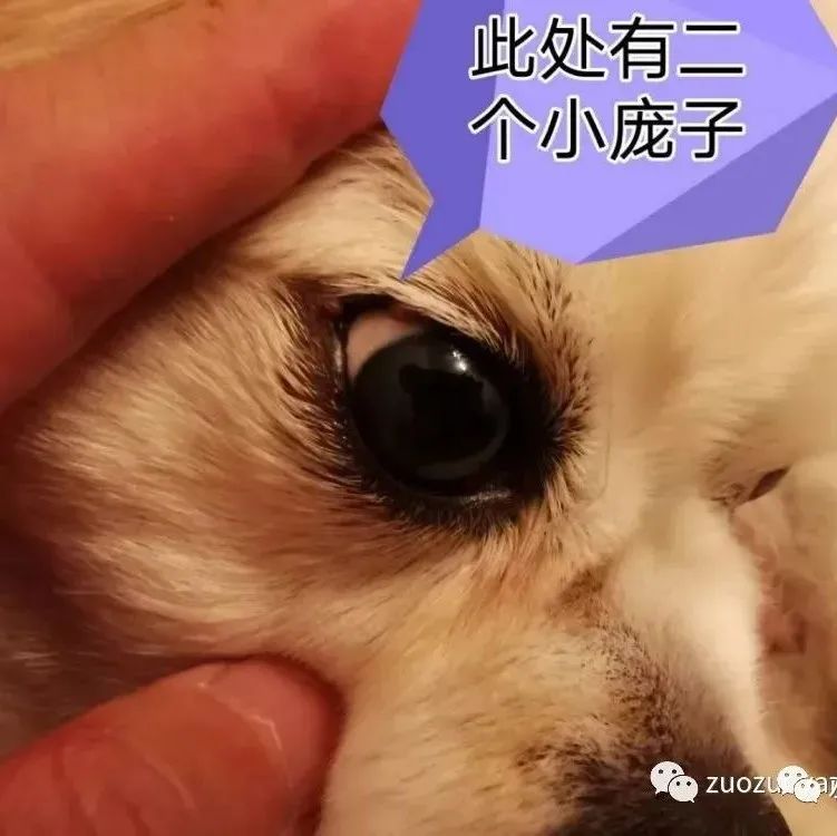案例分享：狗狗毛囊虫病调理案例-原始点全球同学网