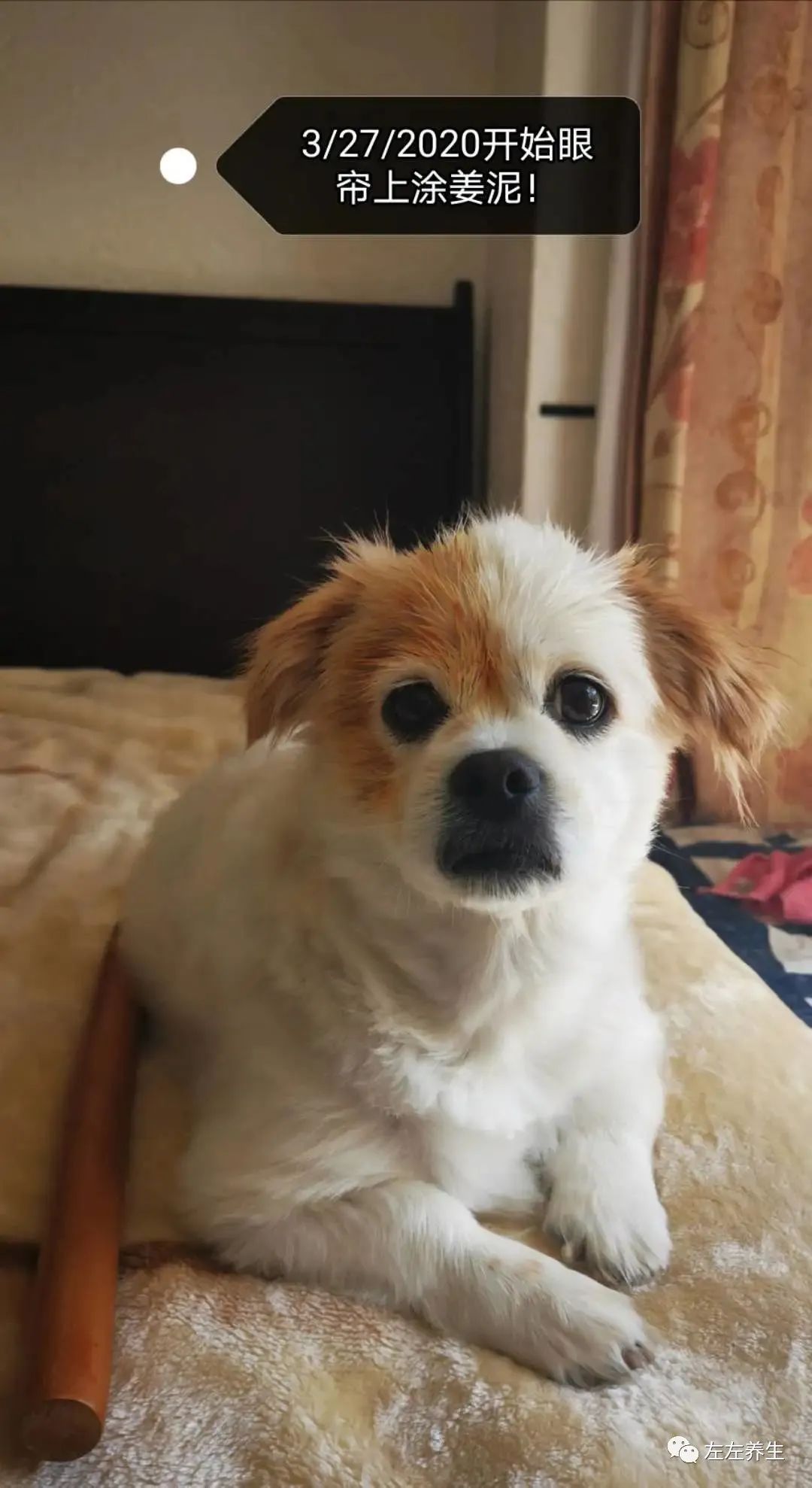 狗狗除疣调理案例 狗狗除疣调理案例