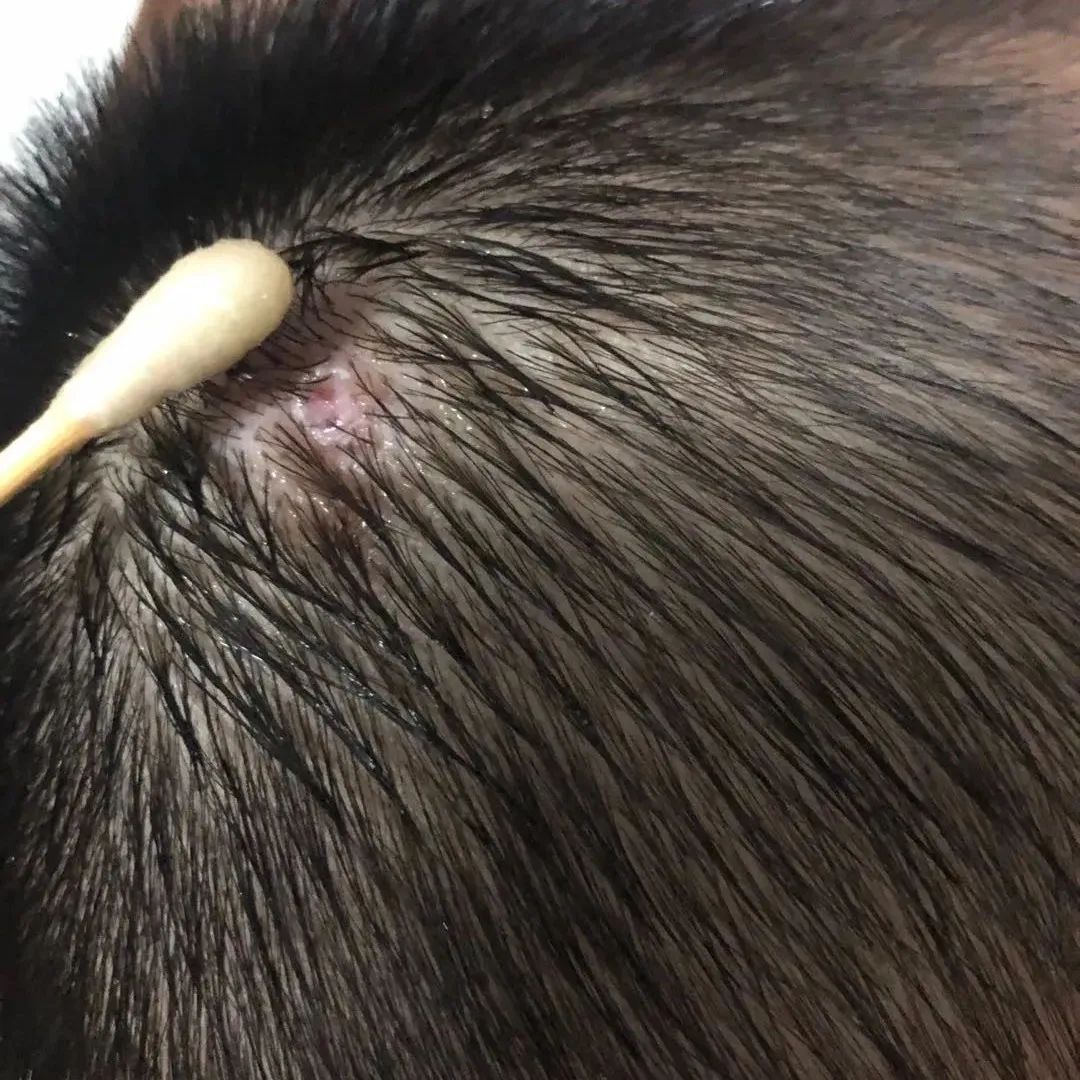微问答92期：孩子头上红肿包块一周后溃烂，很多脓，很痛怎么办？-原始点全球同学网