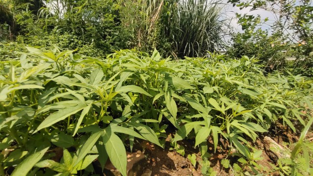 惠州健康原始点 惠州健康原始点