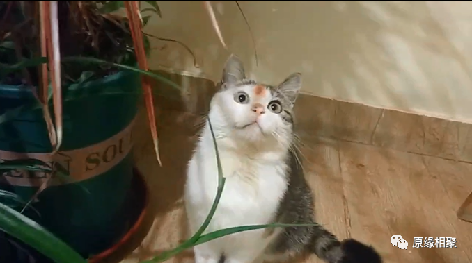 猫咪“逗逗”的康复过程