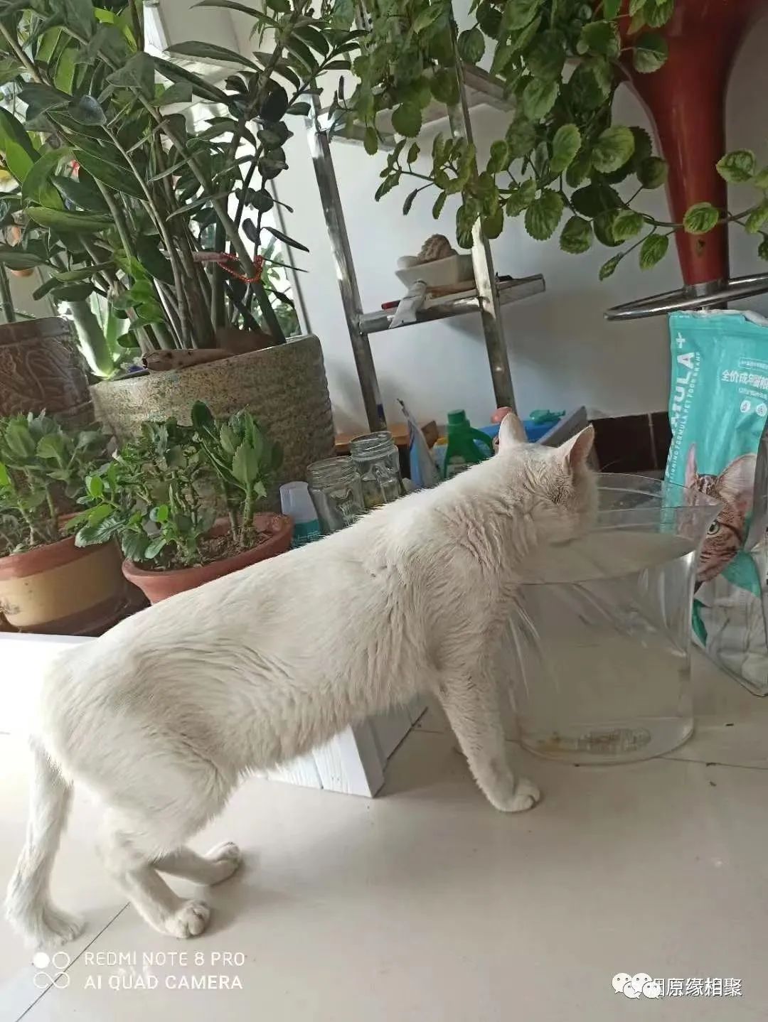 热源用在猫咪身上的效果