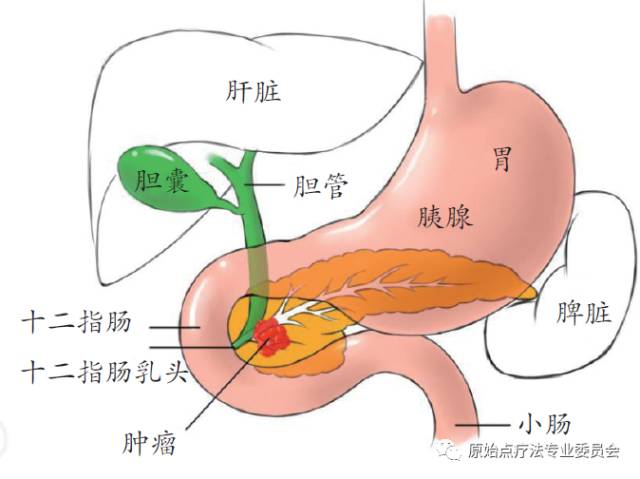 原始点疗法给我带来的生命奇迹——周善舟老师的原始点康复历程
