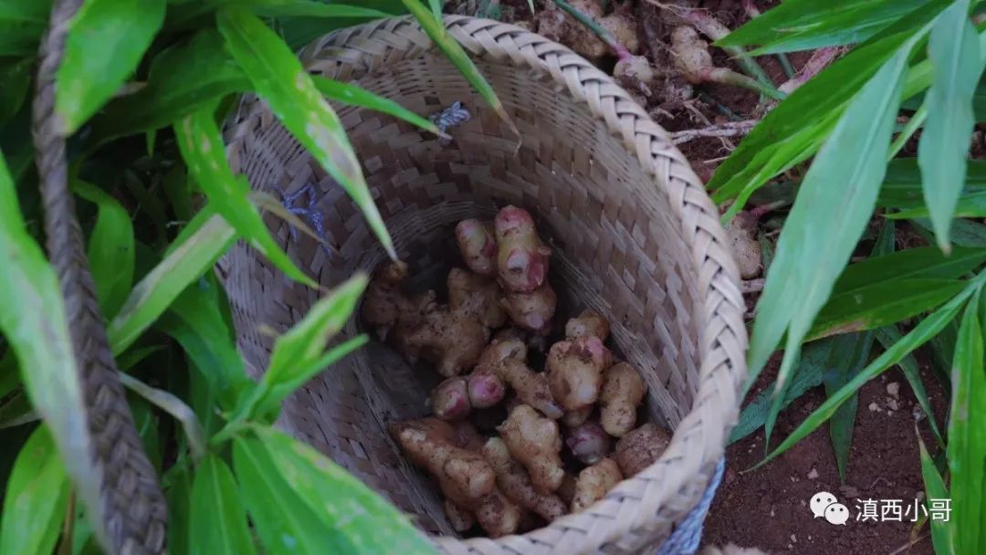 四季调料(二):生姜,早上三片姜,赛过喝参汤 四季调料(二):生姜,早上三片姜,赛过喝参汤