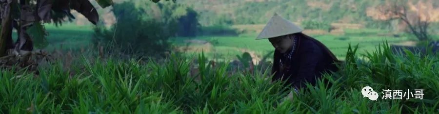 四季调料(二):生姜,早上三片姜,赛过喝参汤 四季调料(二):生姜,早上三片姜,赛过喝参汤