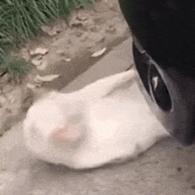 神医大忽悠 神医大忽悠