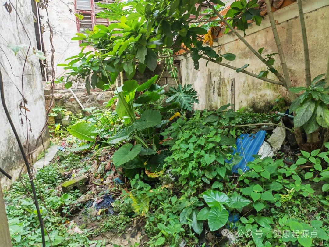 紫莲花原始点康养院正式进入装修阶段